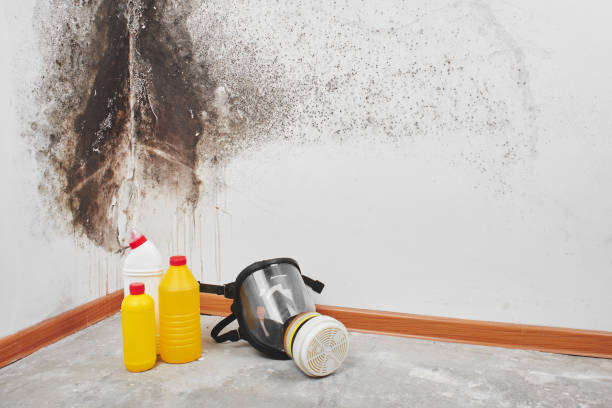 Best Emergency Mold Removal  in Walton Park, NY