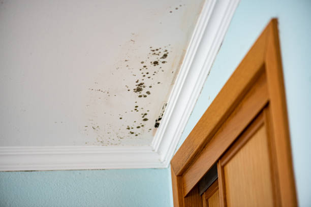 Best Black Mold Removal  in Walton Park, NY