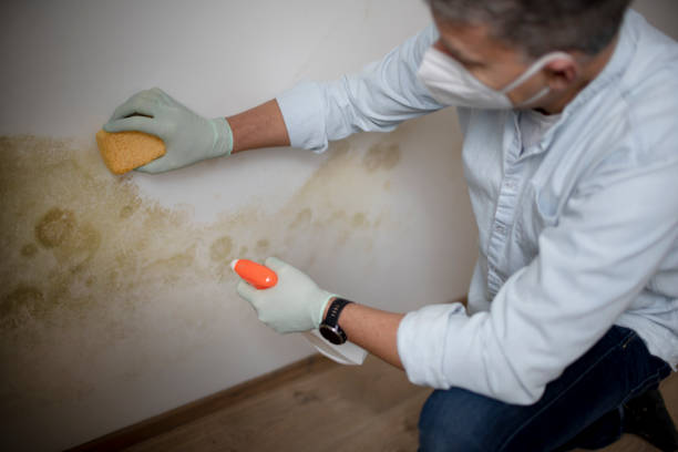Best Office Mold Removal Services  in Walton Park, NY