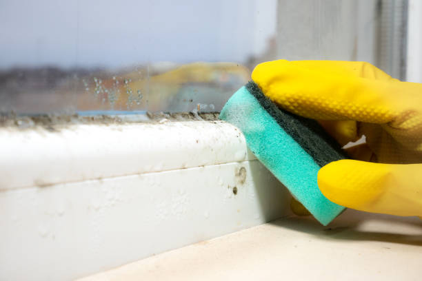 Best Black Mold Removal  in Walton Park, NY