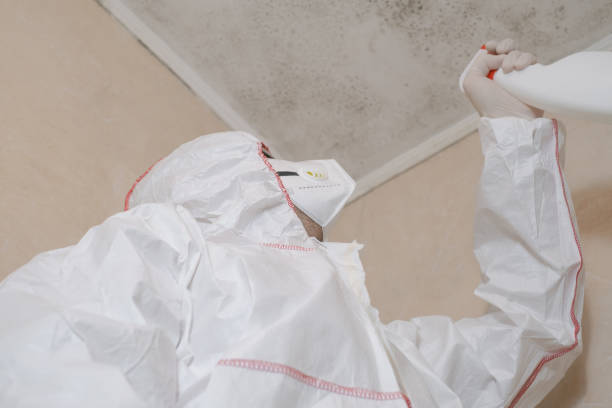 Best Attic Mold Removal  in Walton Park, NY