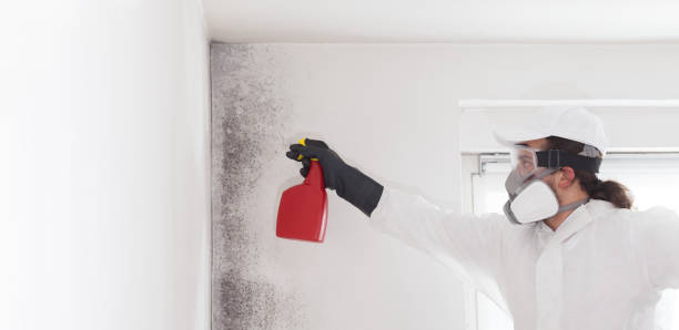 Best Residential Mold Removal  in Walton Park, NY