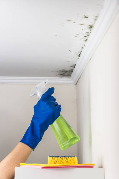 Attic Mold Removal